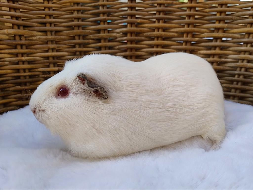 Gladhaar zeugje, Cavia, Vrouwelijk, Tam, September