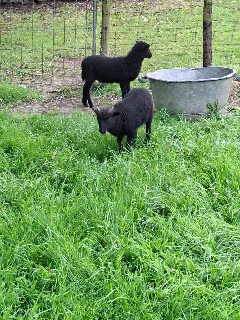 Ouessant schaapjes, Meerdere dieren, Schaap, 0 tot 2 jaar
