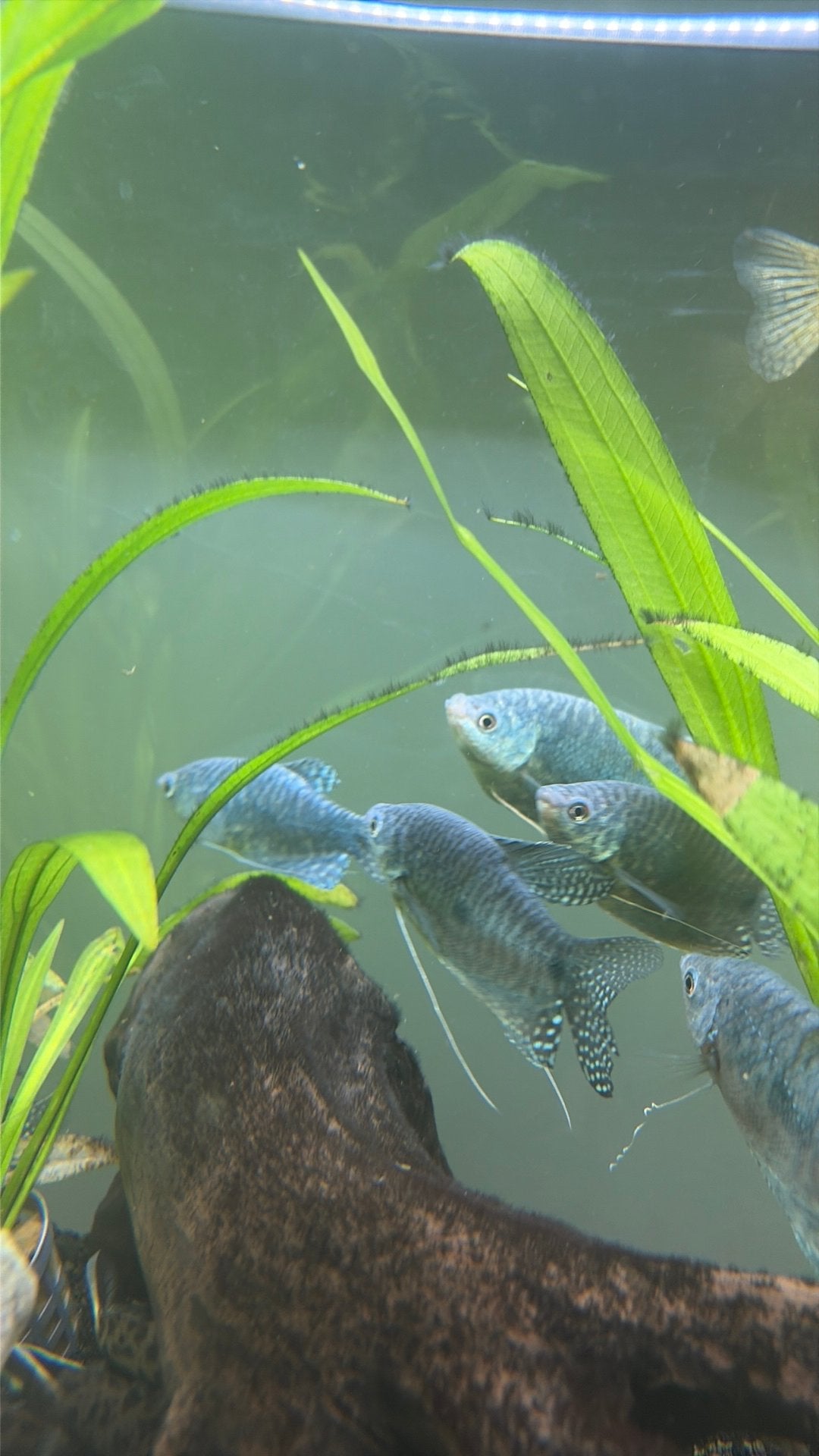 9 marmer gouramis, Dieren en Toebehoren, Vissen | Aquariumvissen, Vis, Zoetwatervis, Schoolvis