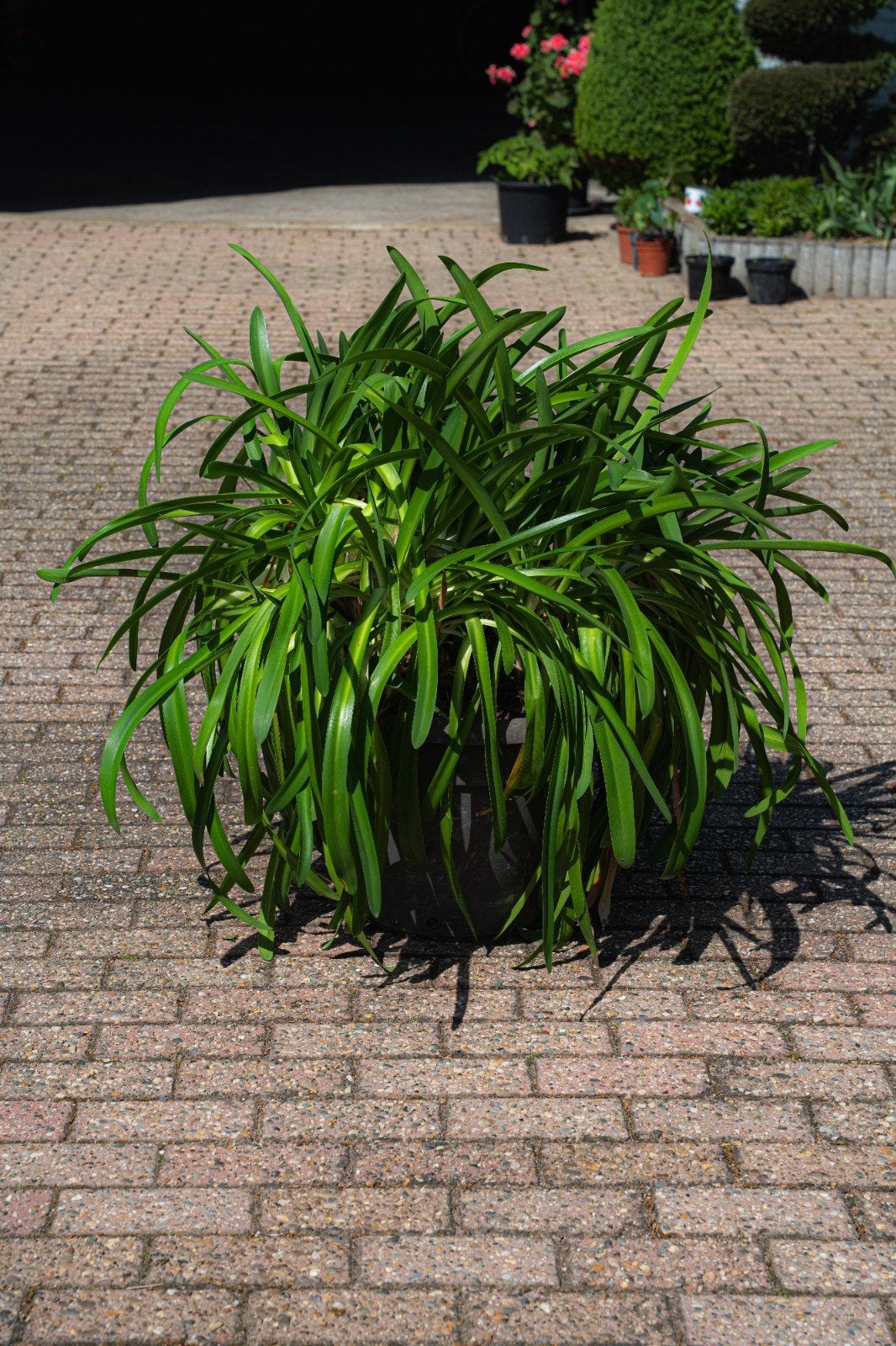 3 grote potten met Agapanthus / Afrikaanse lelie (blauw), Ophalen, Zomer, Vaste plant, Overige soorten