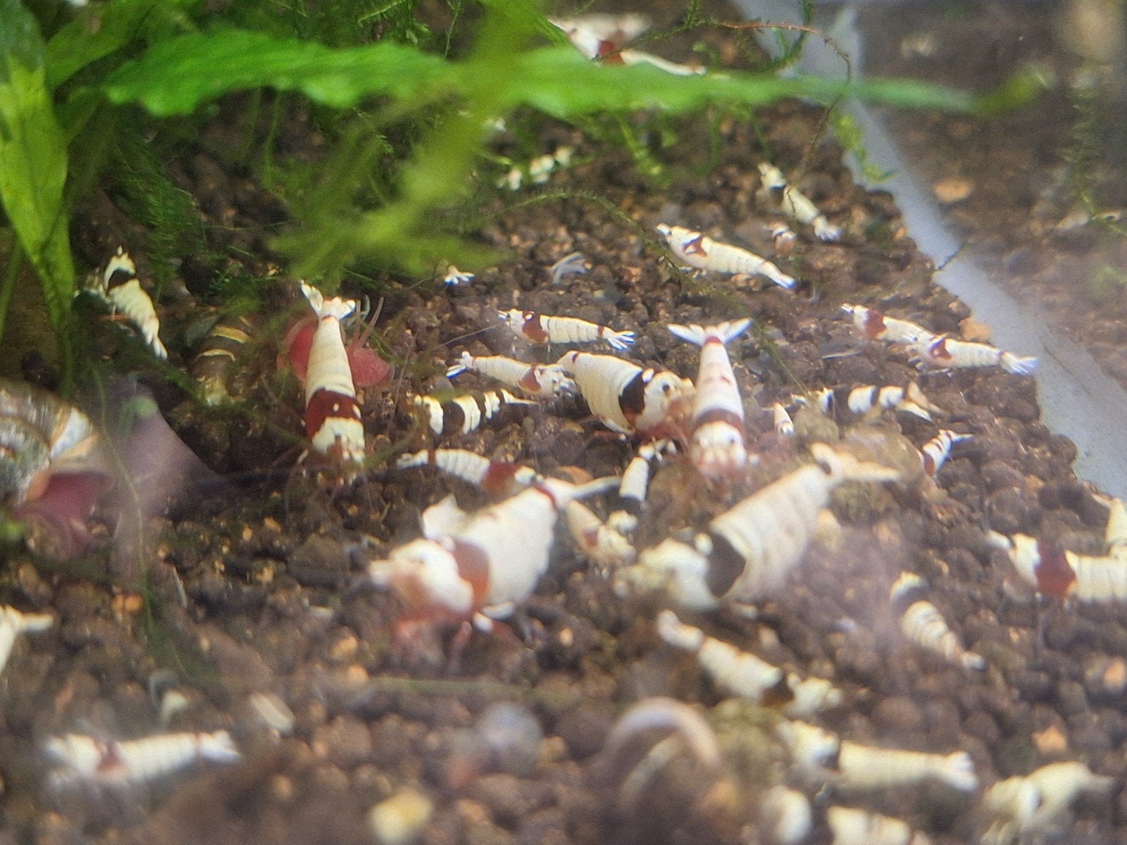 Rouge cristal et noir (crevettes caridina), Animaux & Accessoires