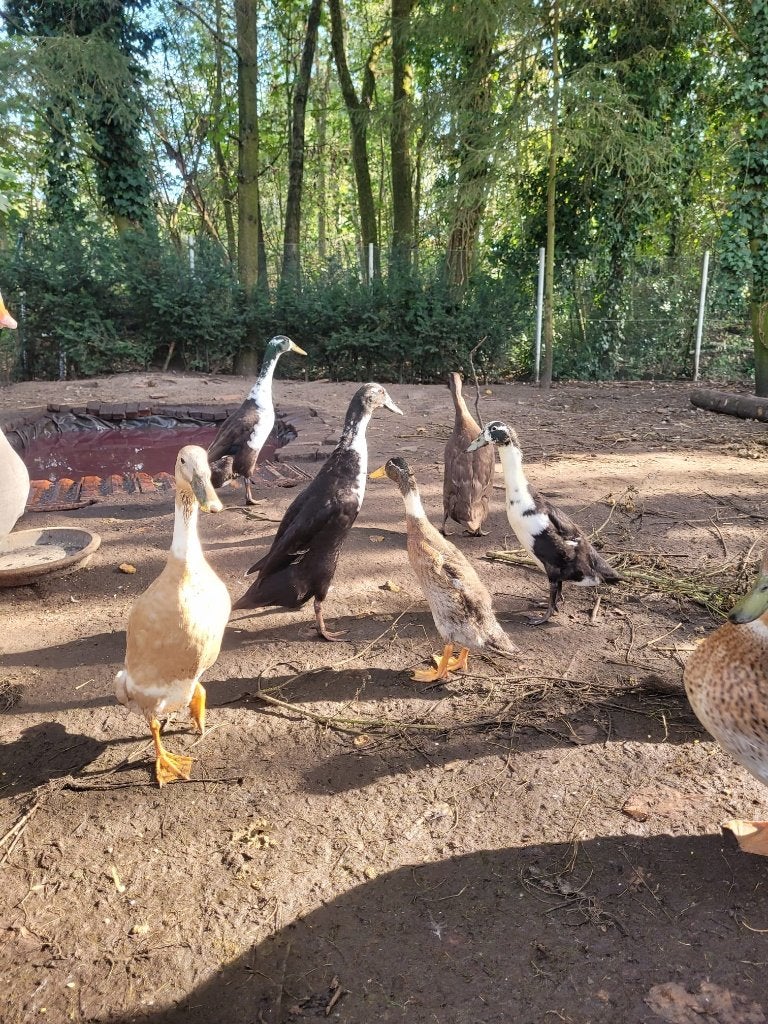 Loopeenden, Animaux & Accessoires, Plusieurs animaux, Canard