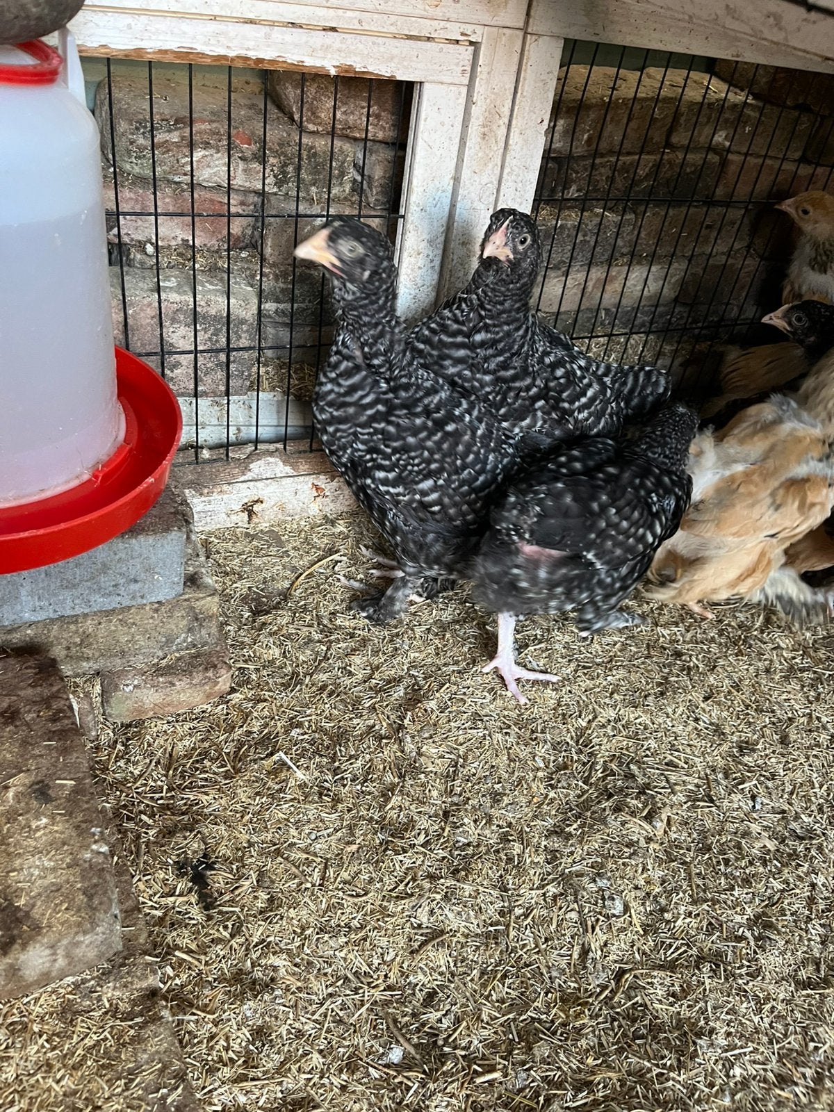 Jonge hennen mechelse koekoek, Dieren en Toebehoren, Pluimvee