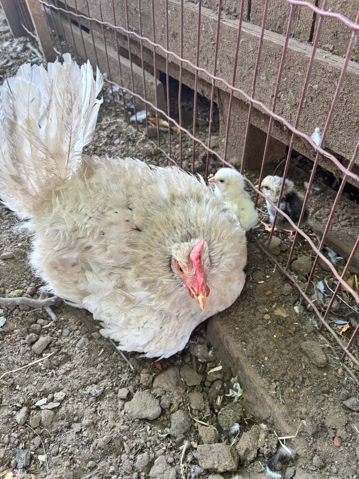 Broedeieren & kuikens te koop – unieke kippenmix!, Dieren en Toebehoren, Ophalen