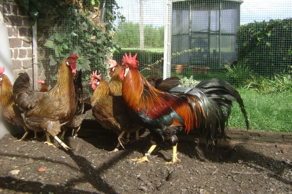 Leghorn Bruinpatrijs: hennen, Femelle, Poule ou poulet