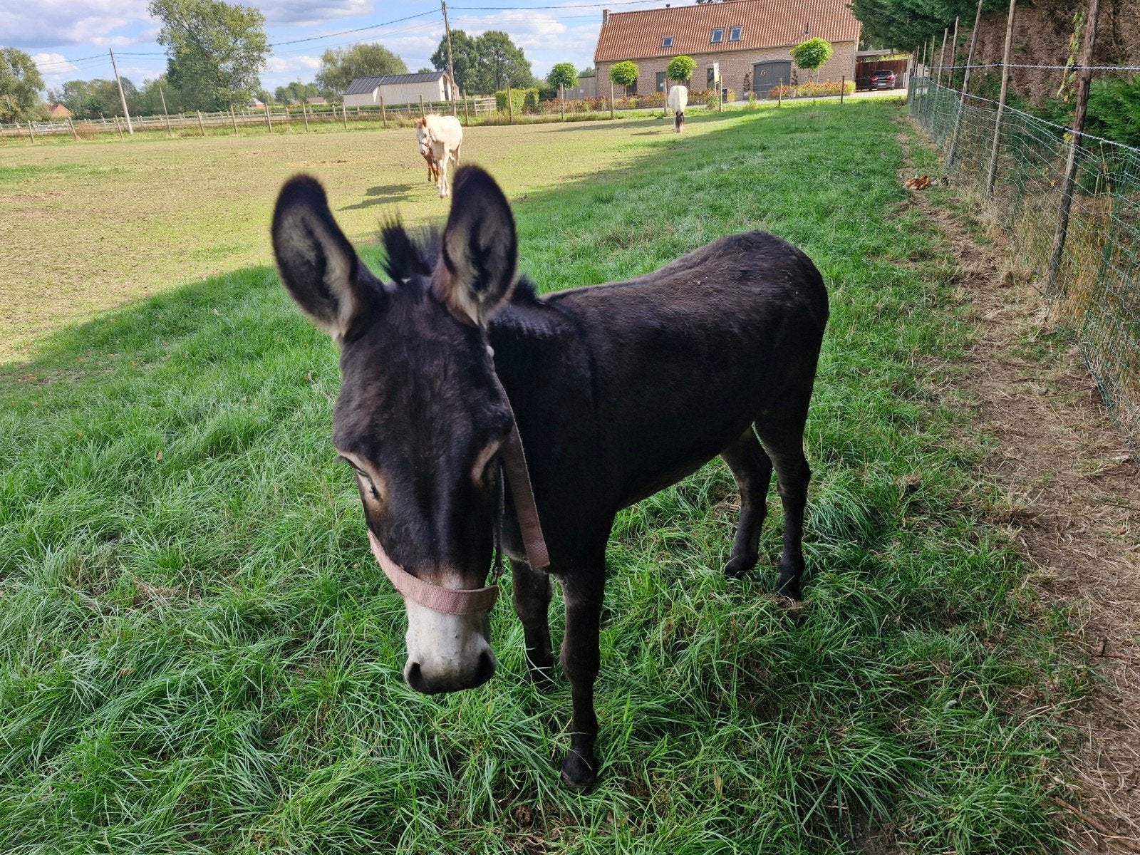 mooie 5 jarige ezel hengst, Étalon, 3 à 6 ans