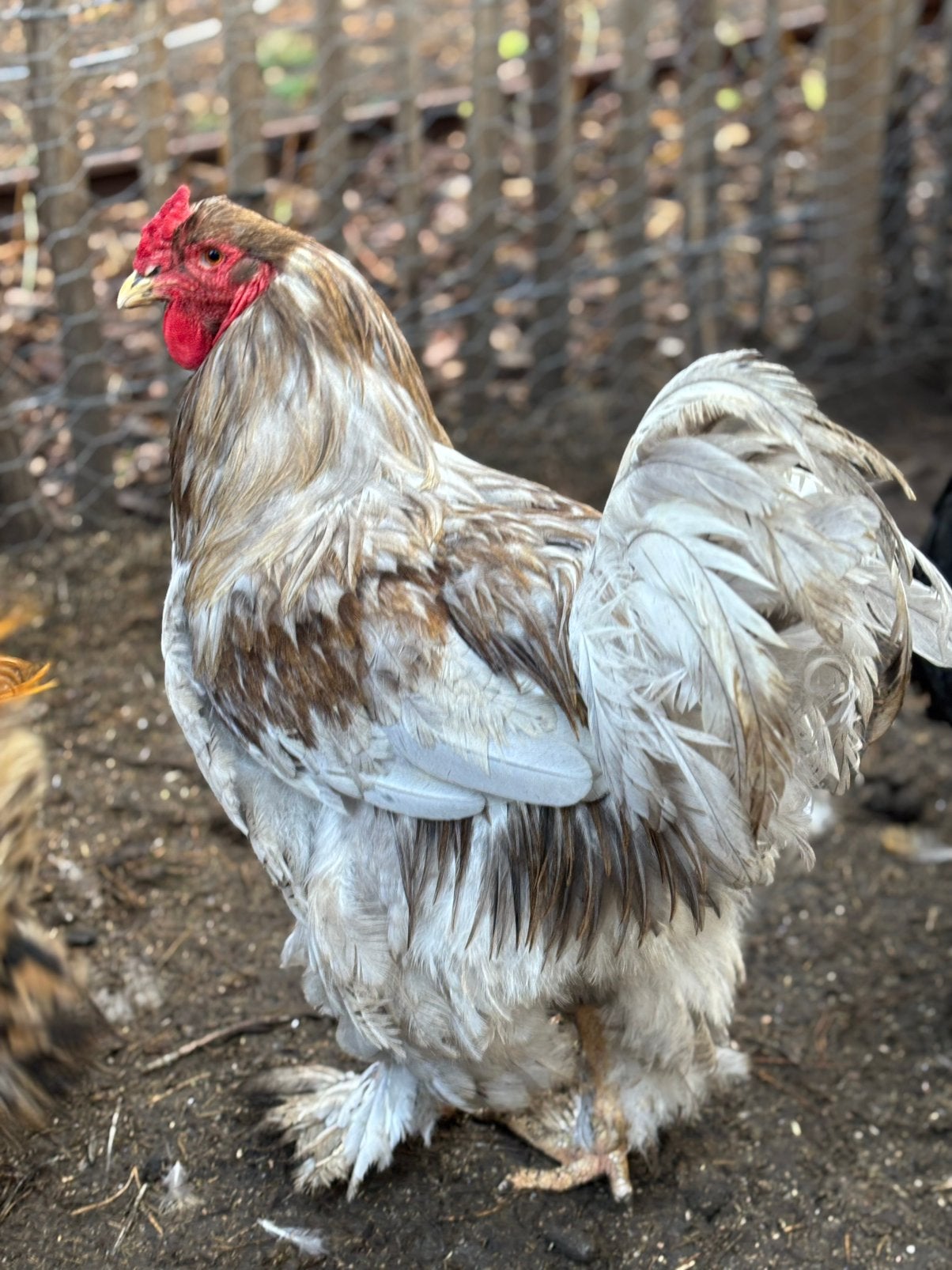 grote grijze brahma haan tekoop, Dieren en Toebehoren