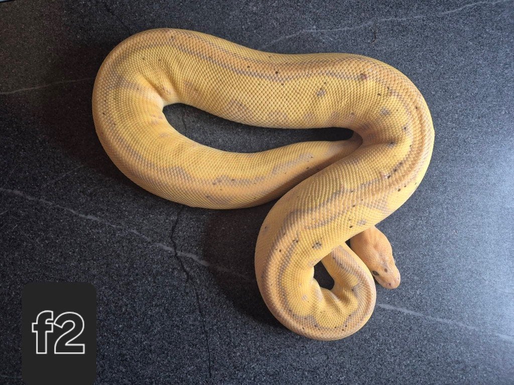 Python regius adulte Ball Python - unknown for sale from Thomas