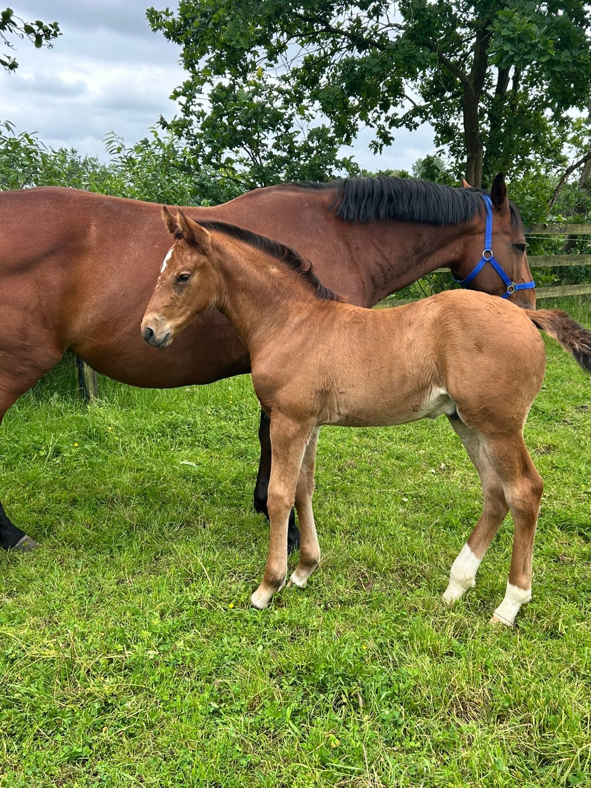 Groot en stevig  gebouwd veulen, Dieren en Toebehoren, Paarden, Hengst, Onbeleerd, 0 tot 2 jaar, Springpaard, Met stamboom, Gechipt