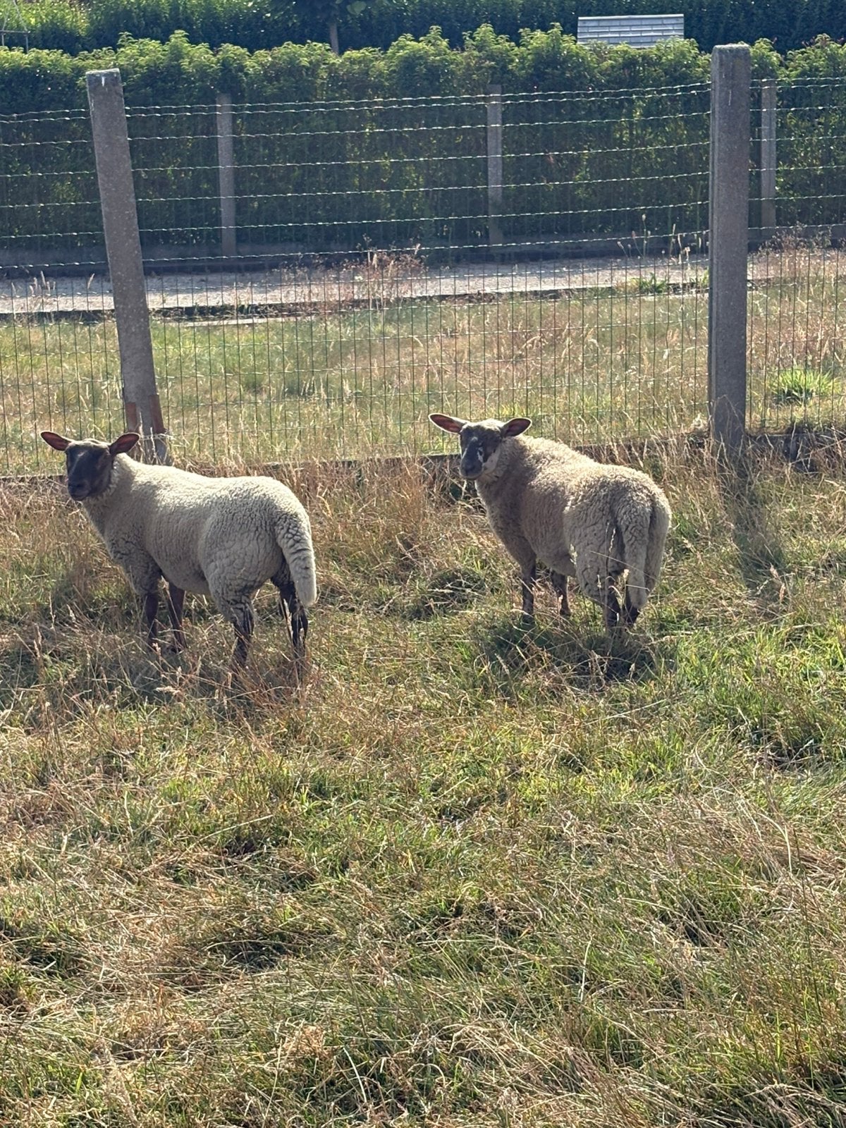 Schapen, Dieren en Toebehoren, Schapen, Geiten en Varkens