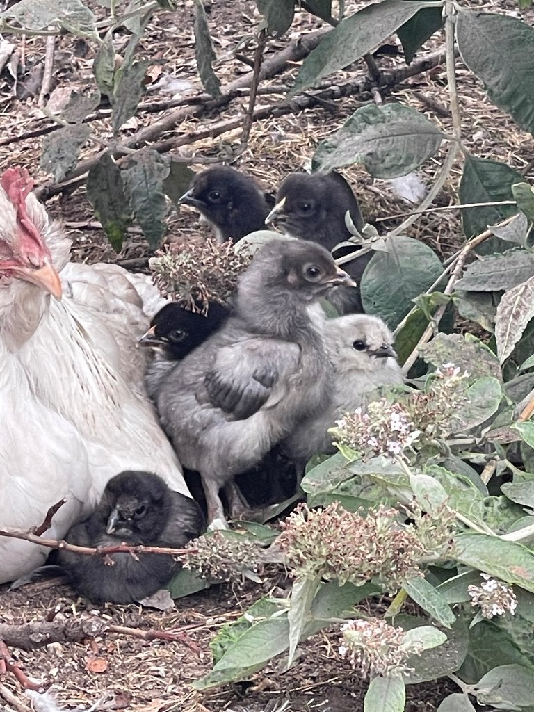 Groenlegger kuikens, Dieren en Toebehoren, Pluimvee, Meerdere dieren, Kip