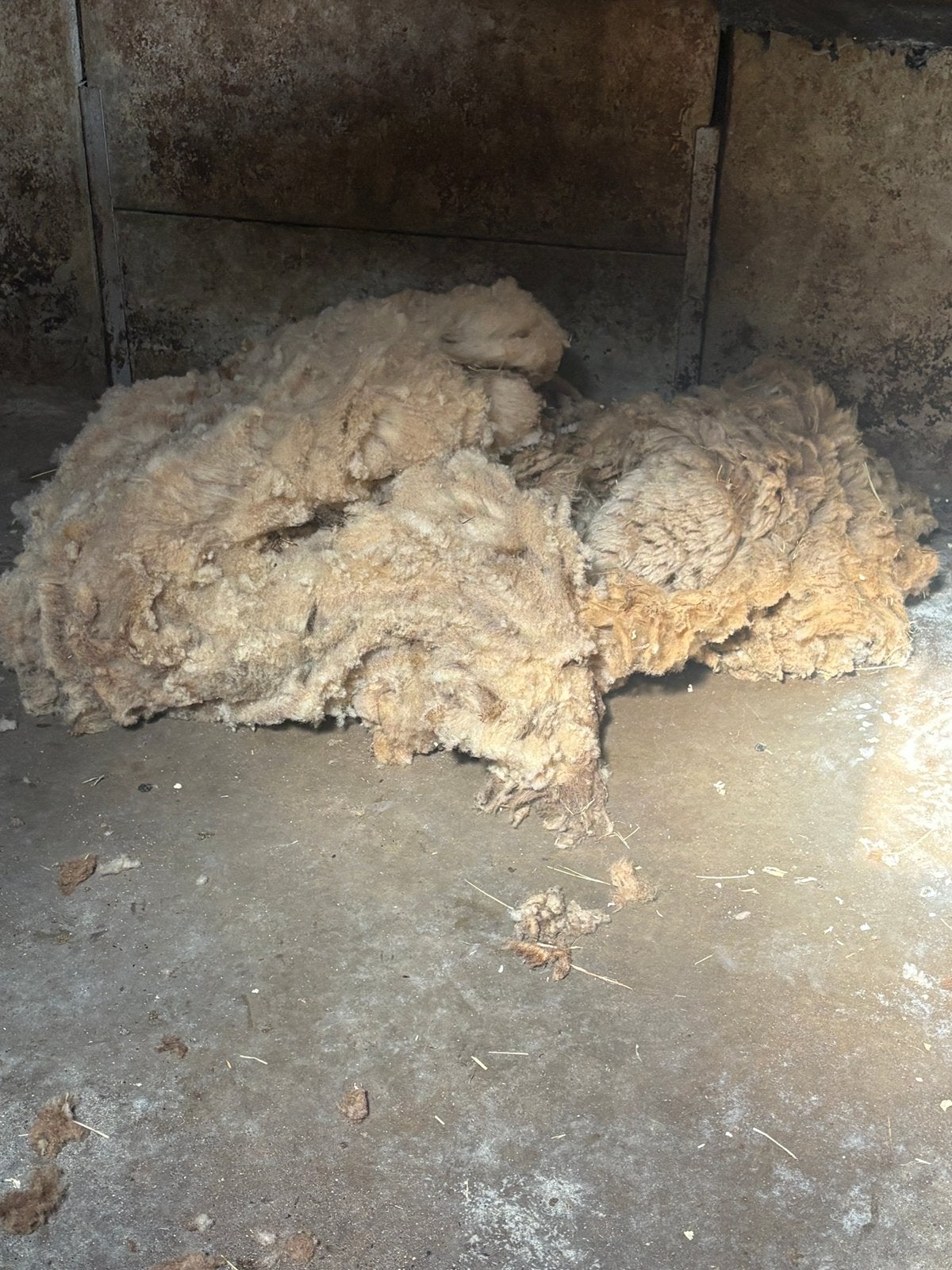 Schapenwol van 3 ardense voskoppen, Dieren en Toebehoren