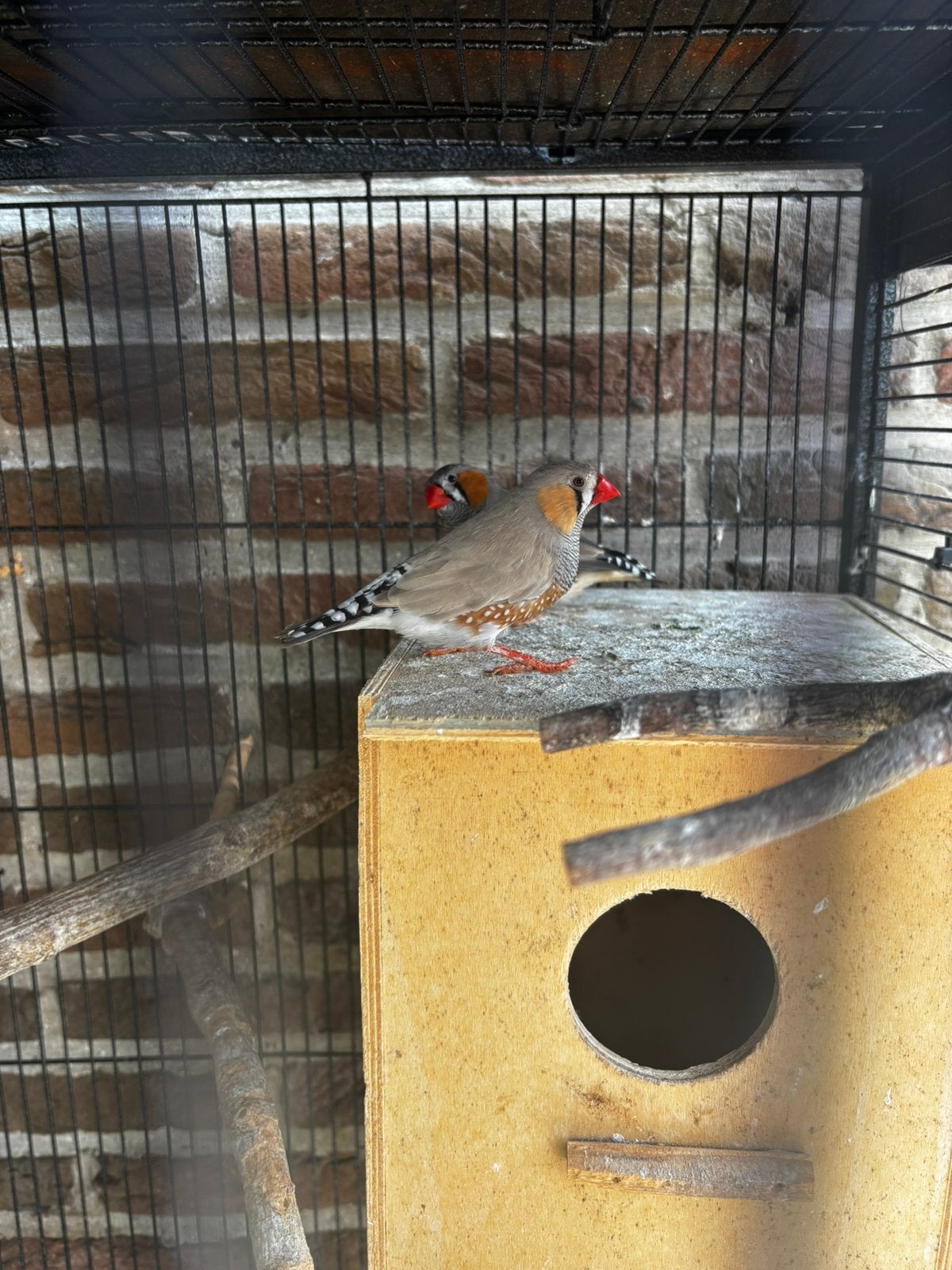 Zebravinken, Dieren en Toebehoren, Vogels | Overige Vogels