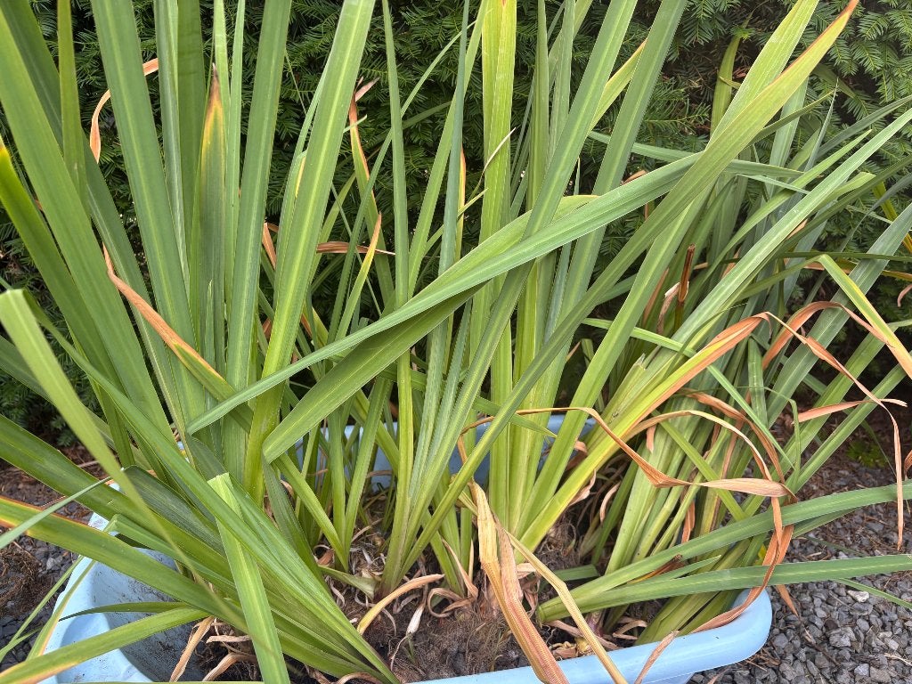 Vijverplanten, Tuin en Terras, Ophalen, Gebruikt