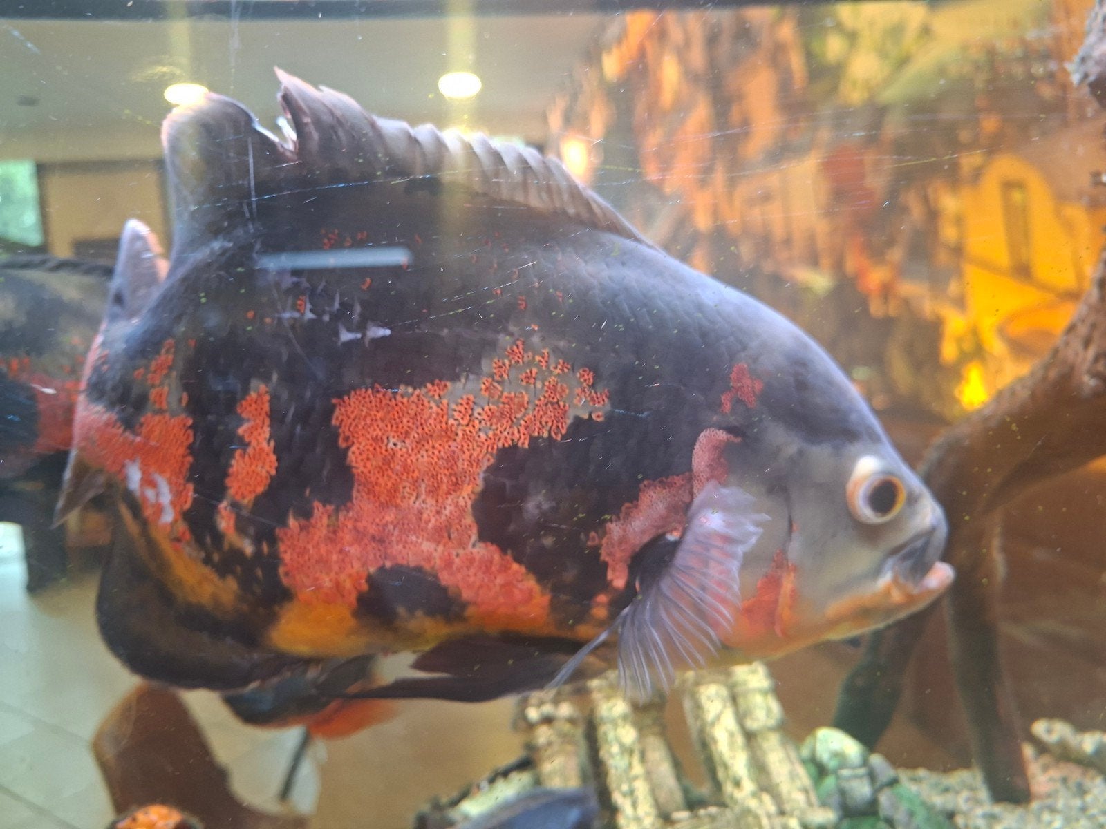Poisson oscar, Animaux & Accessoires, Poissons | Poissons d'étang