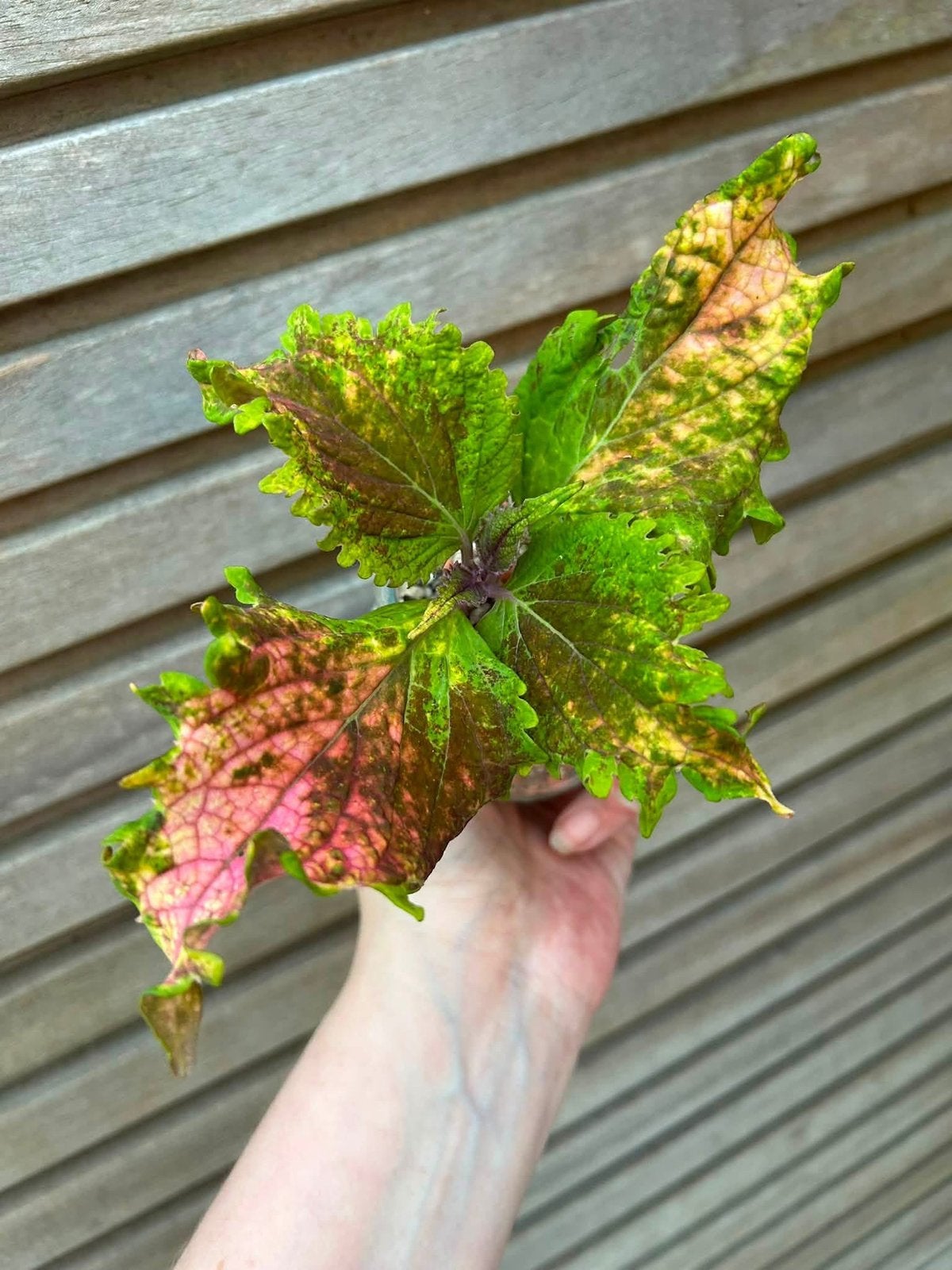 Coleus / siernetel Sofia, Maison & Meubles, Enlèvement ou Envoi