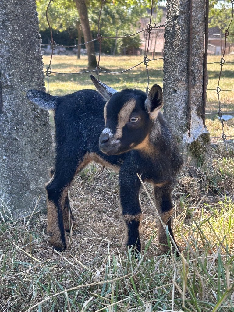 Dwerggeiten bokje, Dieren en Toebehoren, Schapen, Geiten en Varkens, Mannelijk, Geit, 0 tot 2 jaar