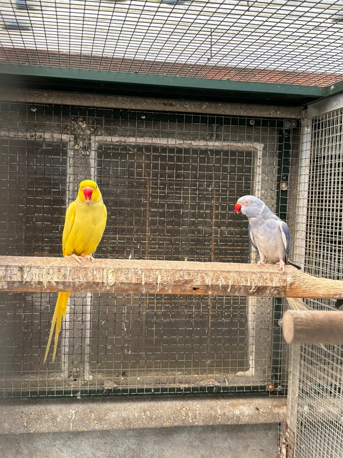 Halsbandparkieten, Dieren en Toebehoren, Vogels | Parkieten en Papegaaien, Geringd