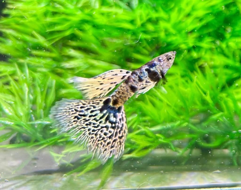Yellow Tiger King Cobra guppy, Animaux & Accessoires, Poissons | Poissons d'aquarium, Poisson d'eau douce, Poisson, Banc de poissons