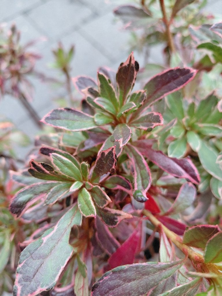 Azalea Hotshot Variegata, Ophalen