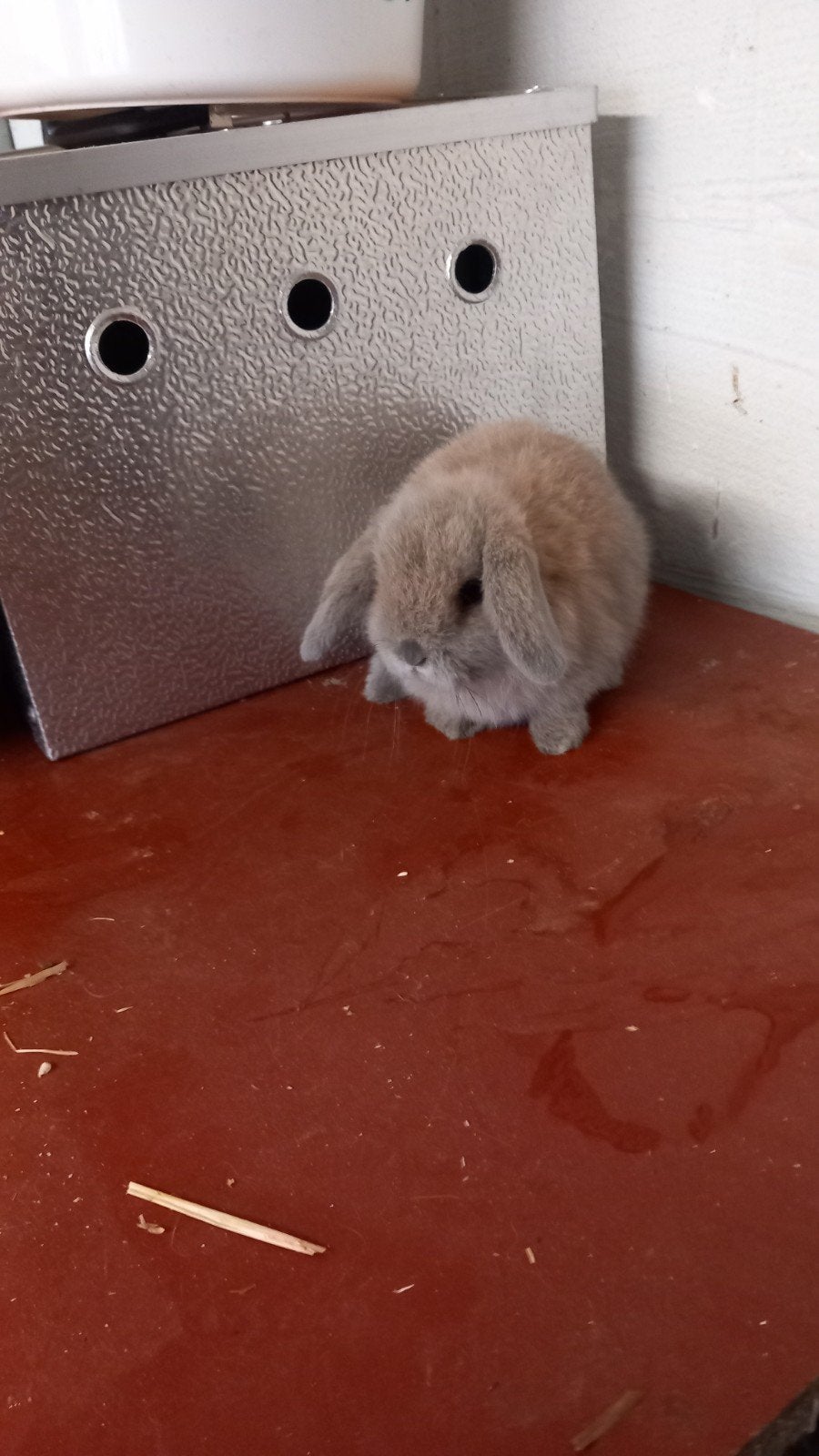 Minilop hangoortje te koop