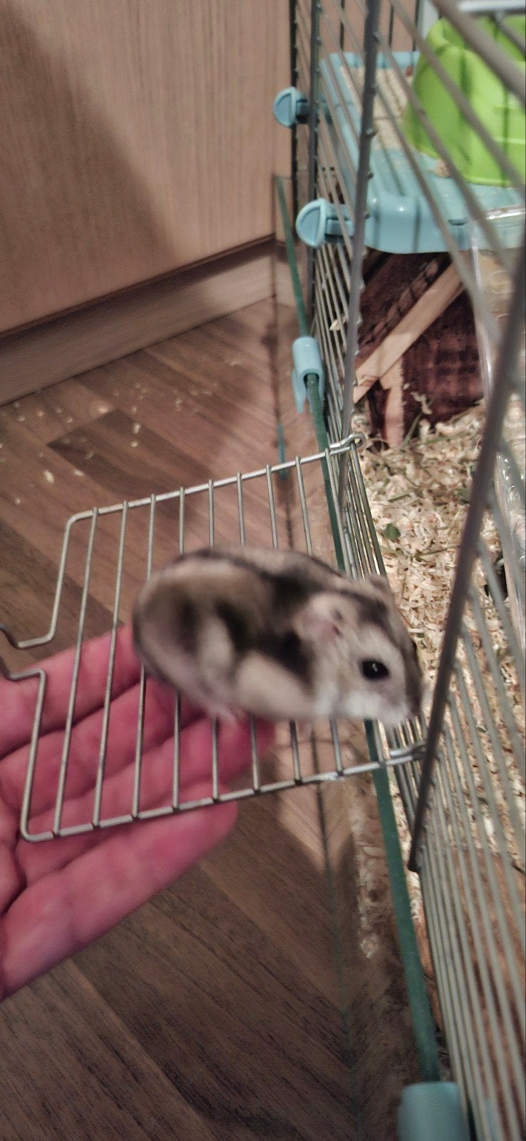 hamster, Hamster, Domestique, Novembre, Femelle