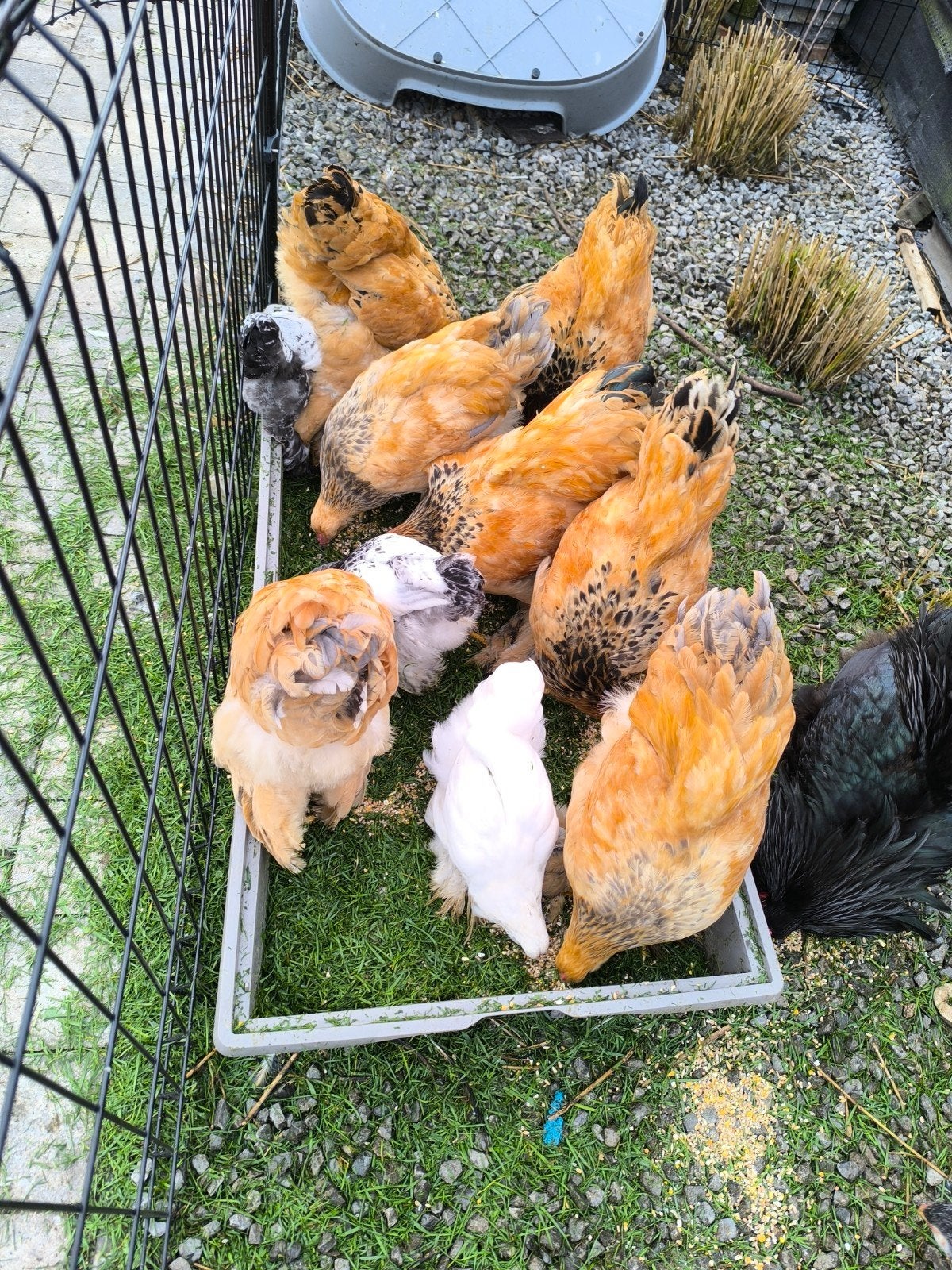 Buff Columbia zwart kuikens, Dieren en Toebehoren, Pluimvee