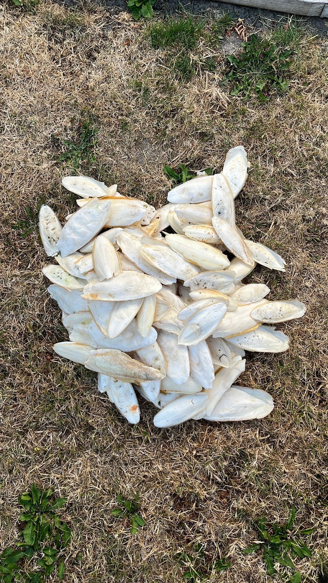 Coquilles sépia/sépia naturelles pour oiseaux, Enlèvement, Comme neuf