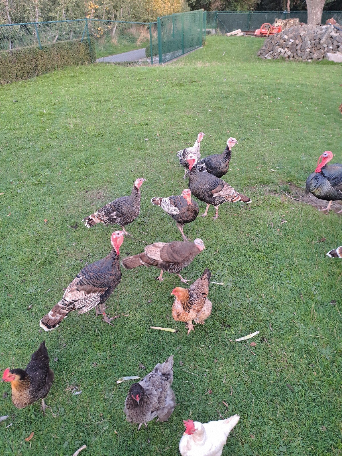 Poules de dinde, Animaux & Accessoires, Femelle, Dinde