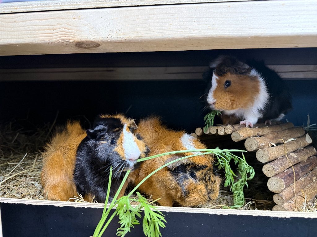 3 cavia broertjes zoeken een thuisje, Mâle, Février, Domestique, Cobaye