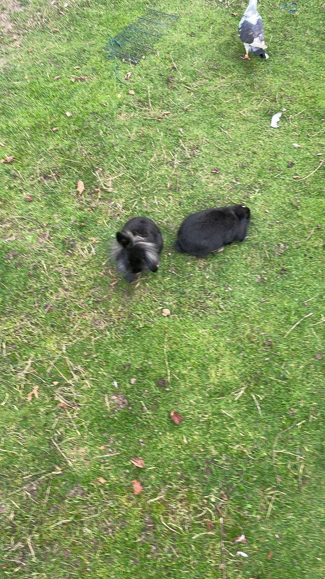 Mooie konijnen, Dieren en Toebehoren, Ophalen