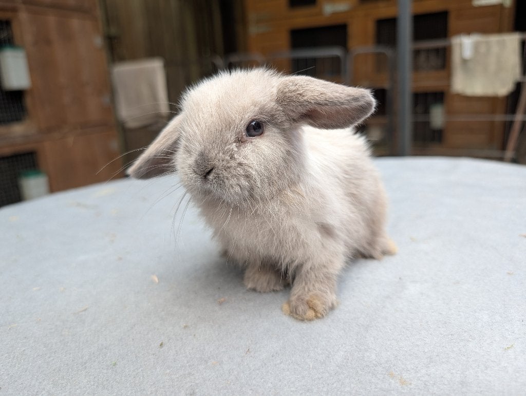 Leuke nhd/minilop konijntjes, Dieren en Toebehoren, Konijnen, Dwerg, Meerdere dieren, 0 tot 2 jaar, Hangoor