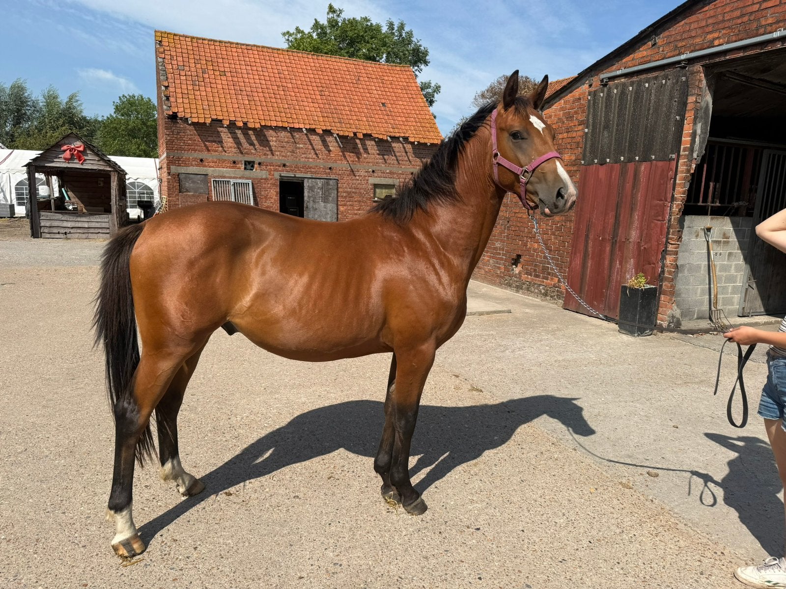 2j springefokte hengst, Dieren en Toebehoren, Paarden, Minder dan 160 cm, Met stamboom, 0 tot 2 jaar, Hengst
