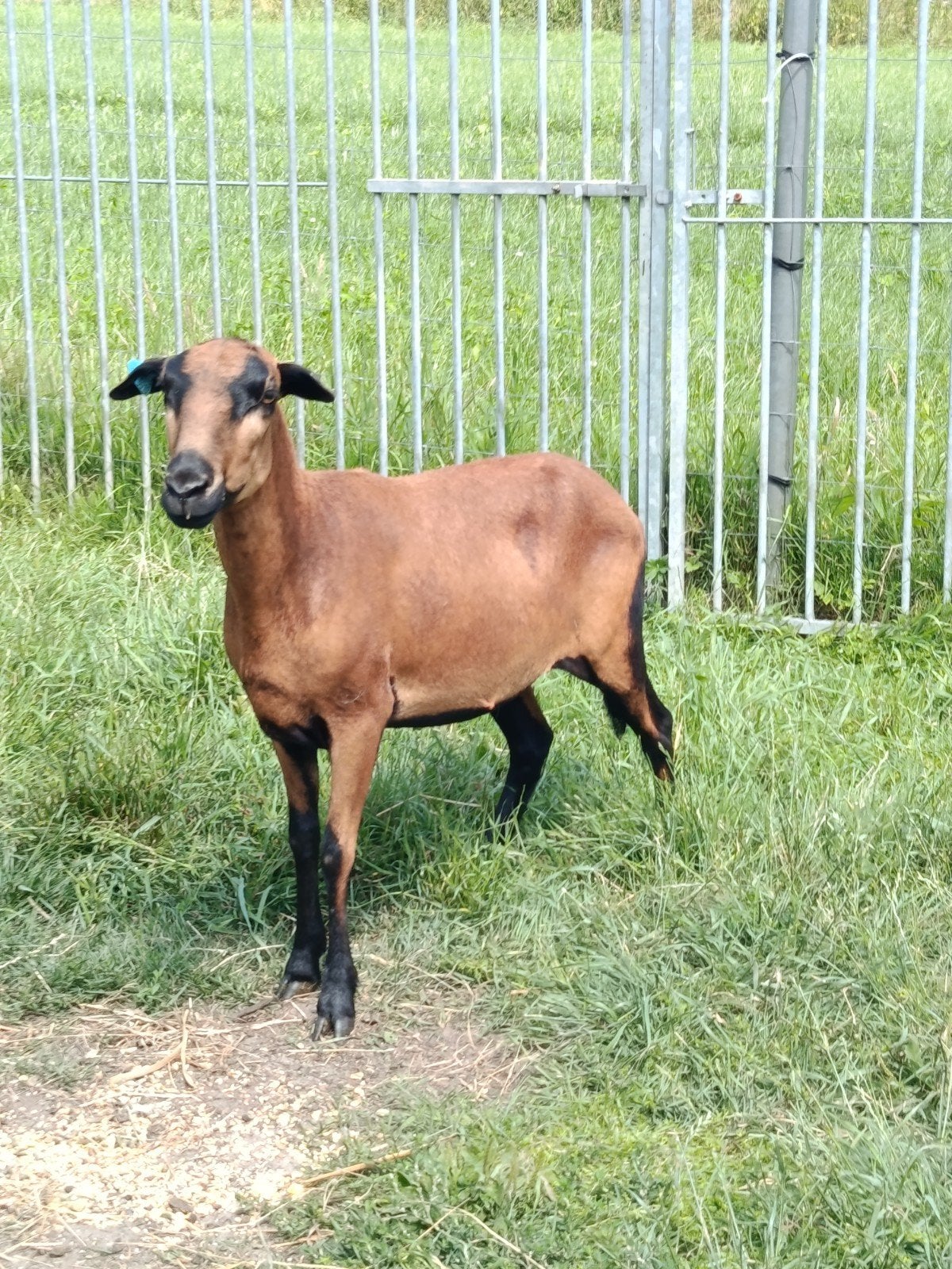 Cage ventrale noire Barbados