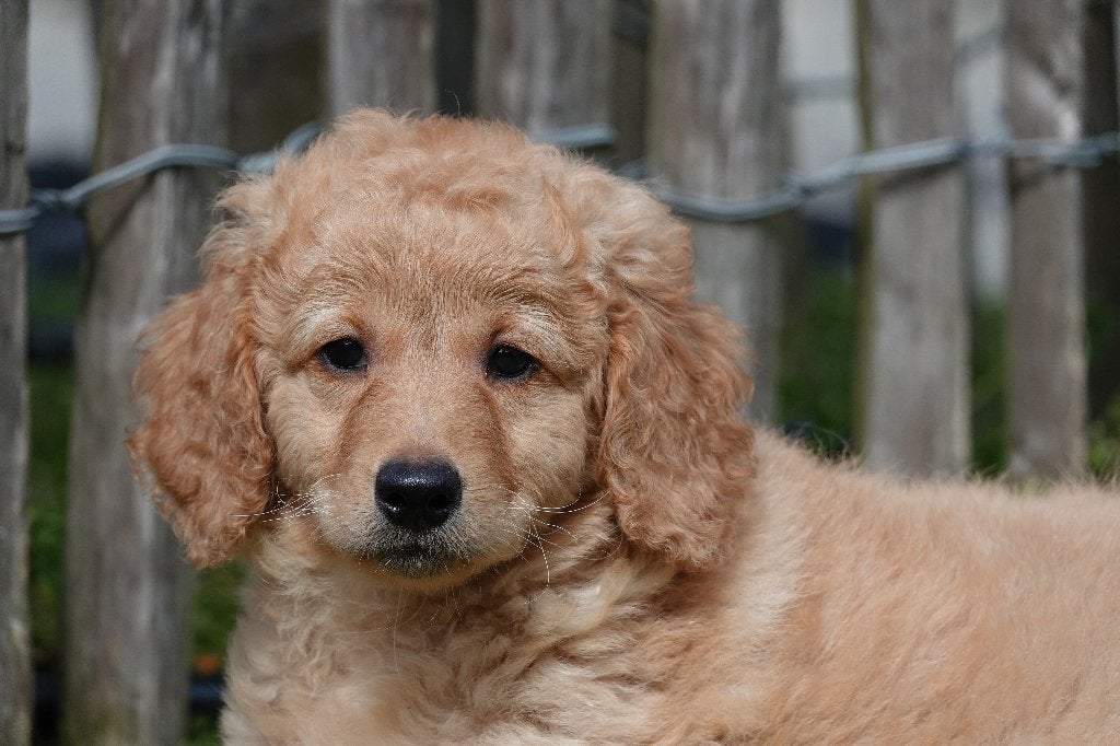 Chiots Apricot Labradoodle (type labrador), avec pedigree, Autres races, Plusieurs, Hépatite contagieuse (maladie de Rubarth)