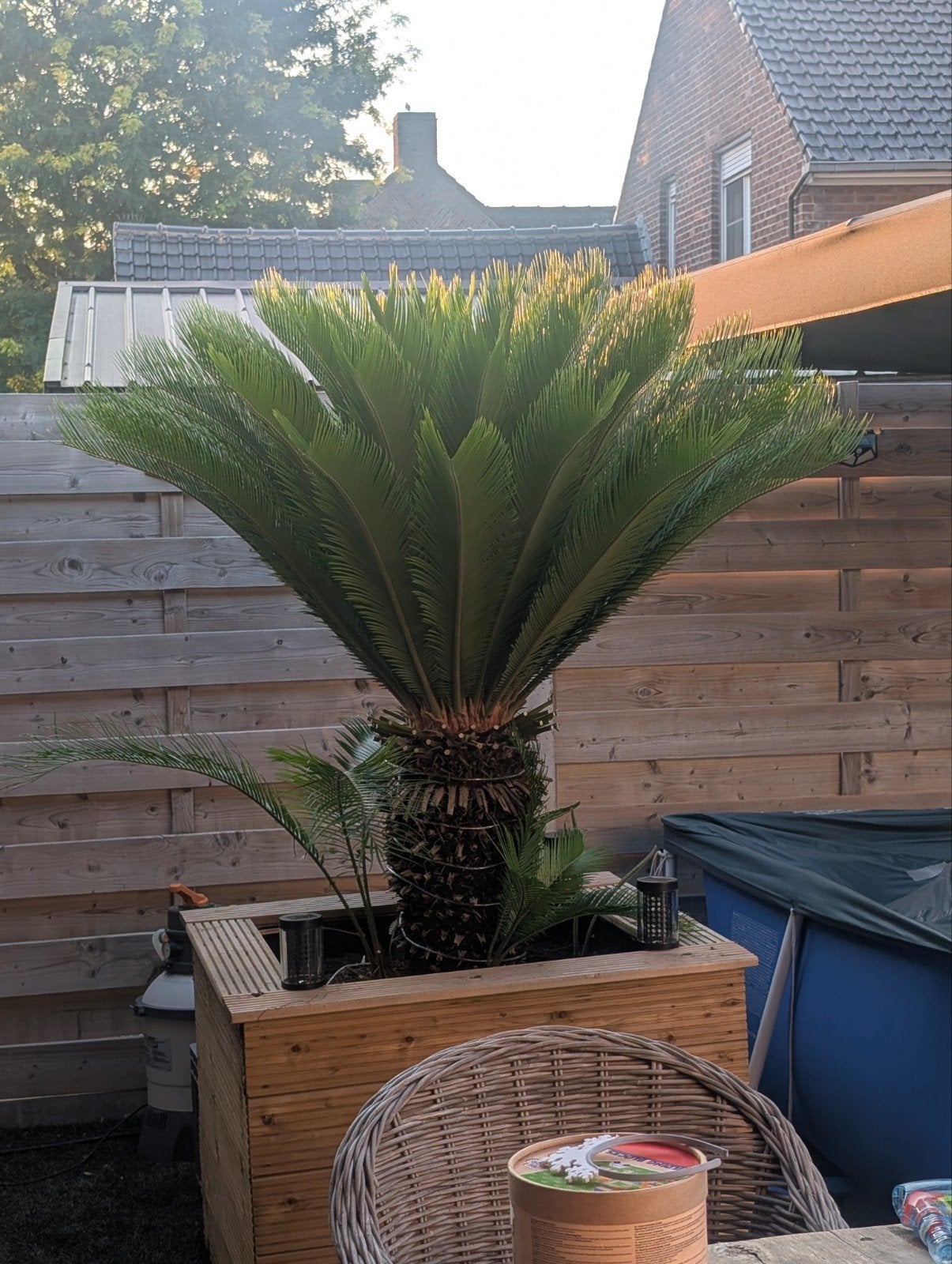 Cycas, Enlèvement ou Envoi