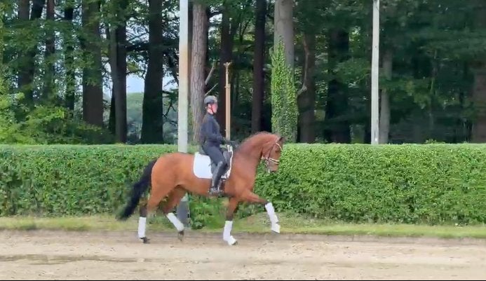 Talentvolle 4 jr Be Sure x Vitalis merrie, Cheval de dressage, 165 à 170 cm, Avec pedigree, L