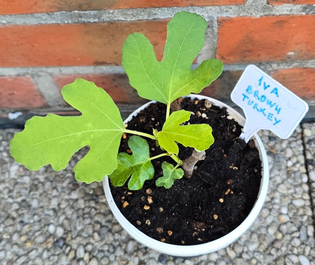 Vijgenboom 'BROWN TURKEY' vijgen boom Ficus Carica 1vA, Tuin en Terras, Ophalen, In pot, Vijgenboom