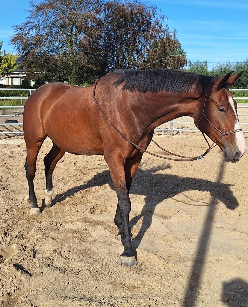 Mooie brave ruin 7j – 1m78, Dieren en Toebehoren, 175 cm of meer, Met stamboom, Ruin, L
