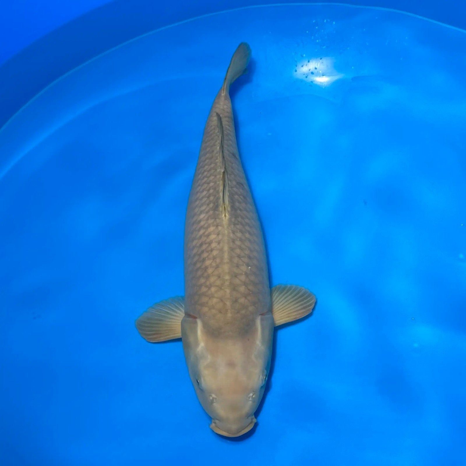 Koi, Dieren en Toebehoren