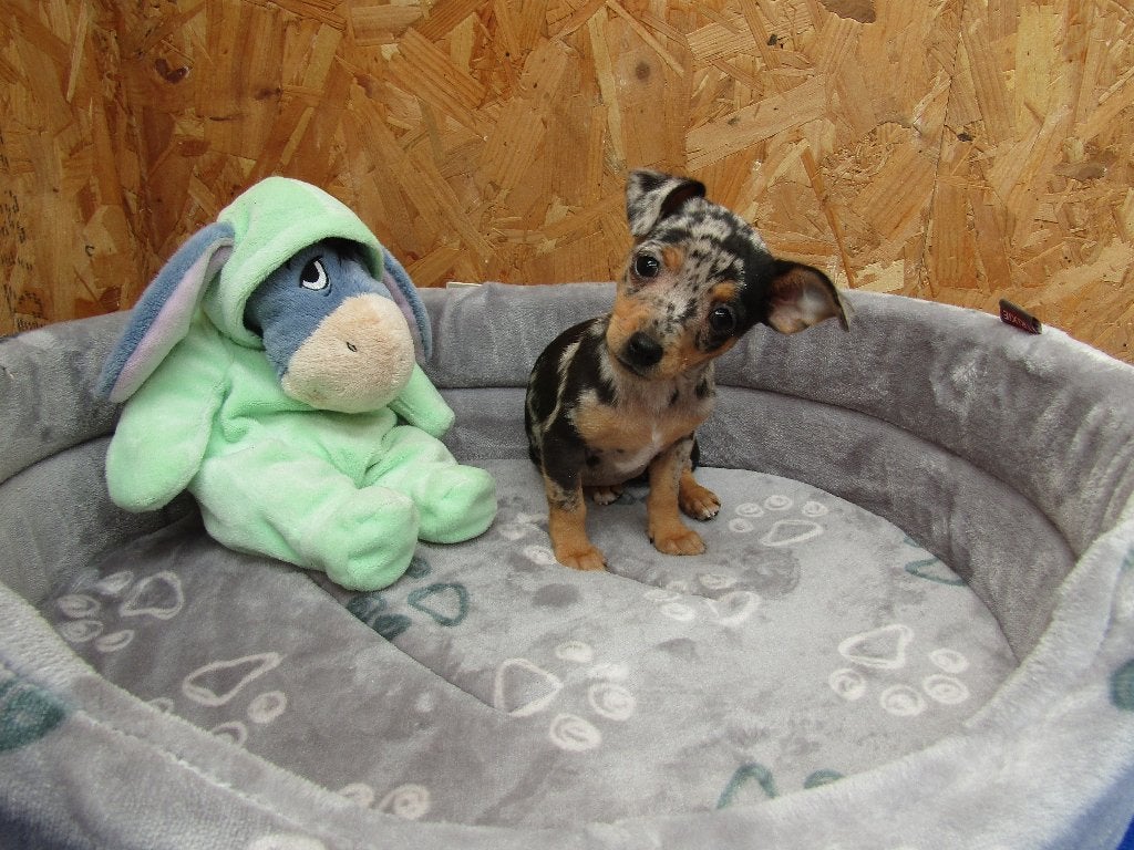 Dwergpinscher puppy's, Parvo, België, Overige rassen, 8 tot 15 weken