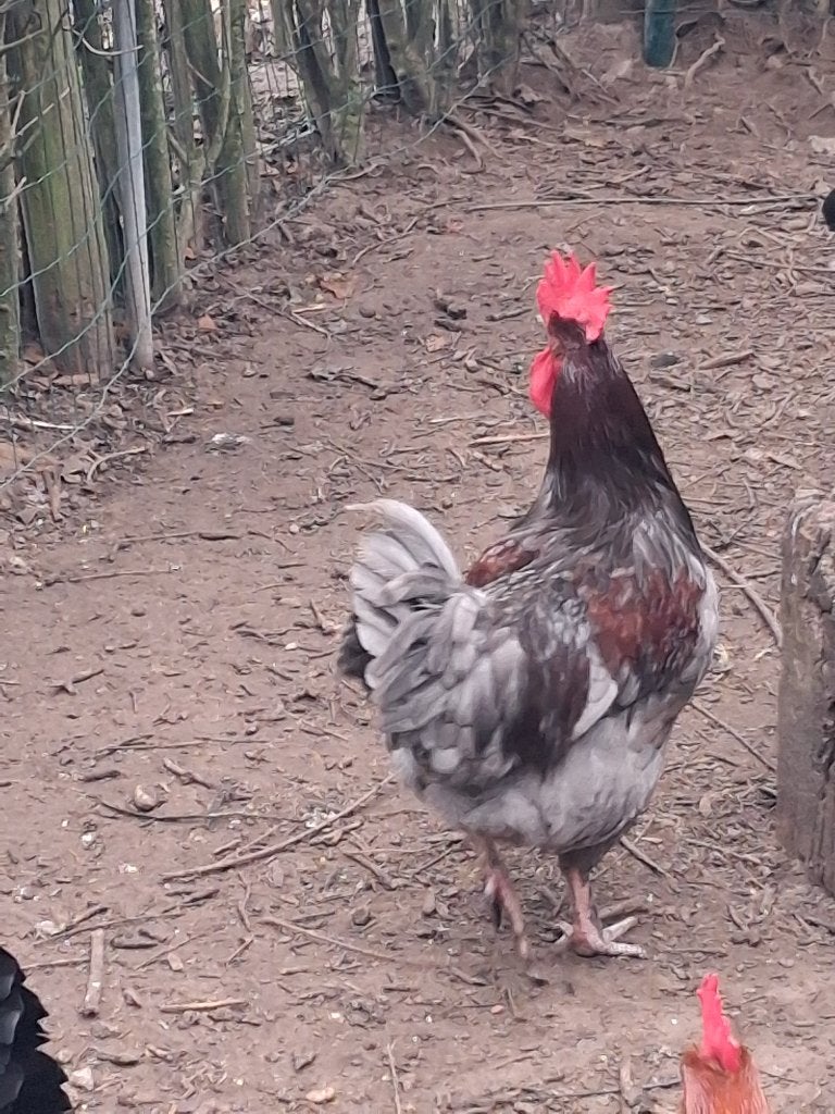 haan blue de landes, Dieren en Toebehoren, Mannelijk, Kip