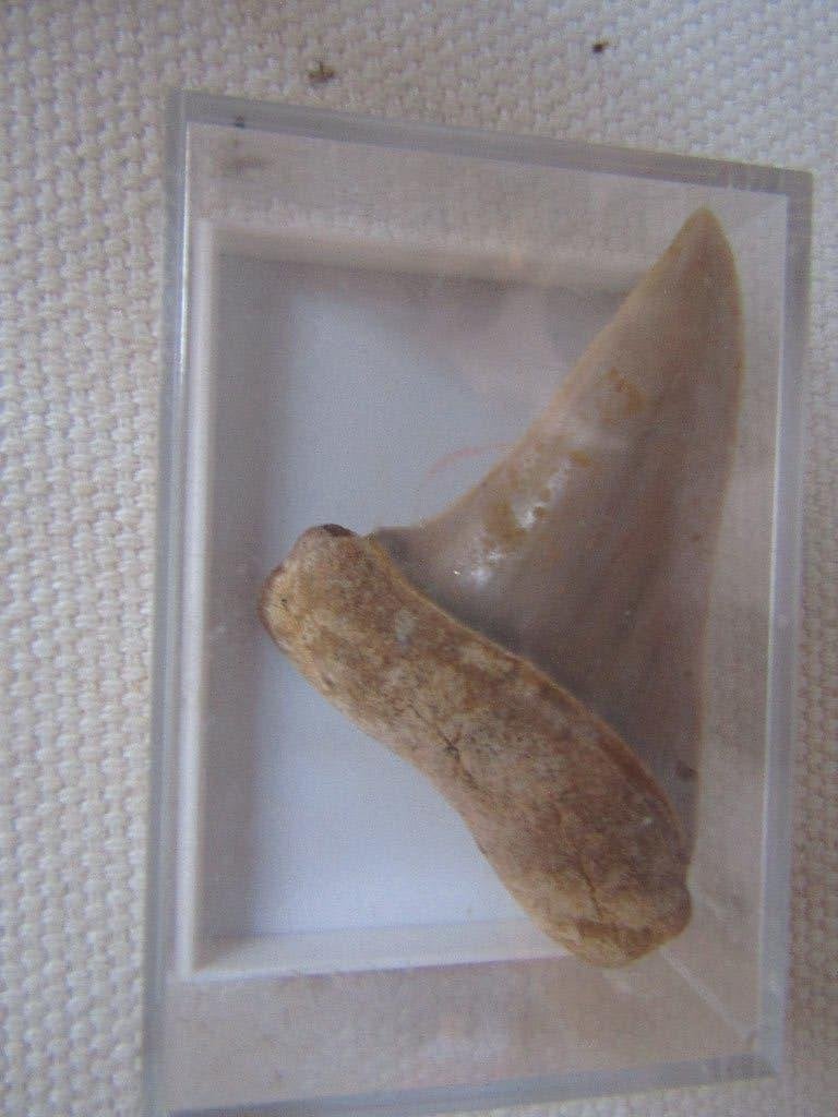 Opmerkelijke fossiele tand van Isurus Hastalis, Verzamelen, Mineralen en Fossielen, Ophalen of Verzenden, Fossiel
