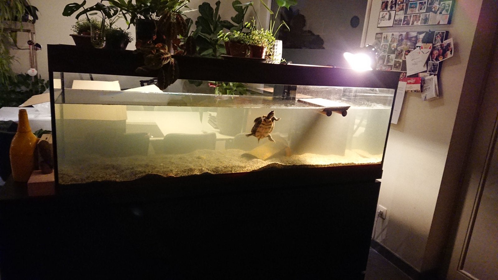 Aquarium 178 x 49 x 60 cm - schildpadden , etc., Ophalen, Gebruikt, JBL, Inclusief toebehoren