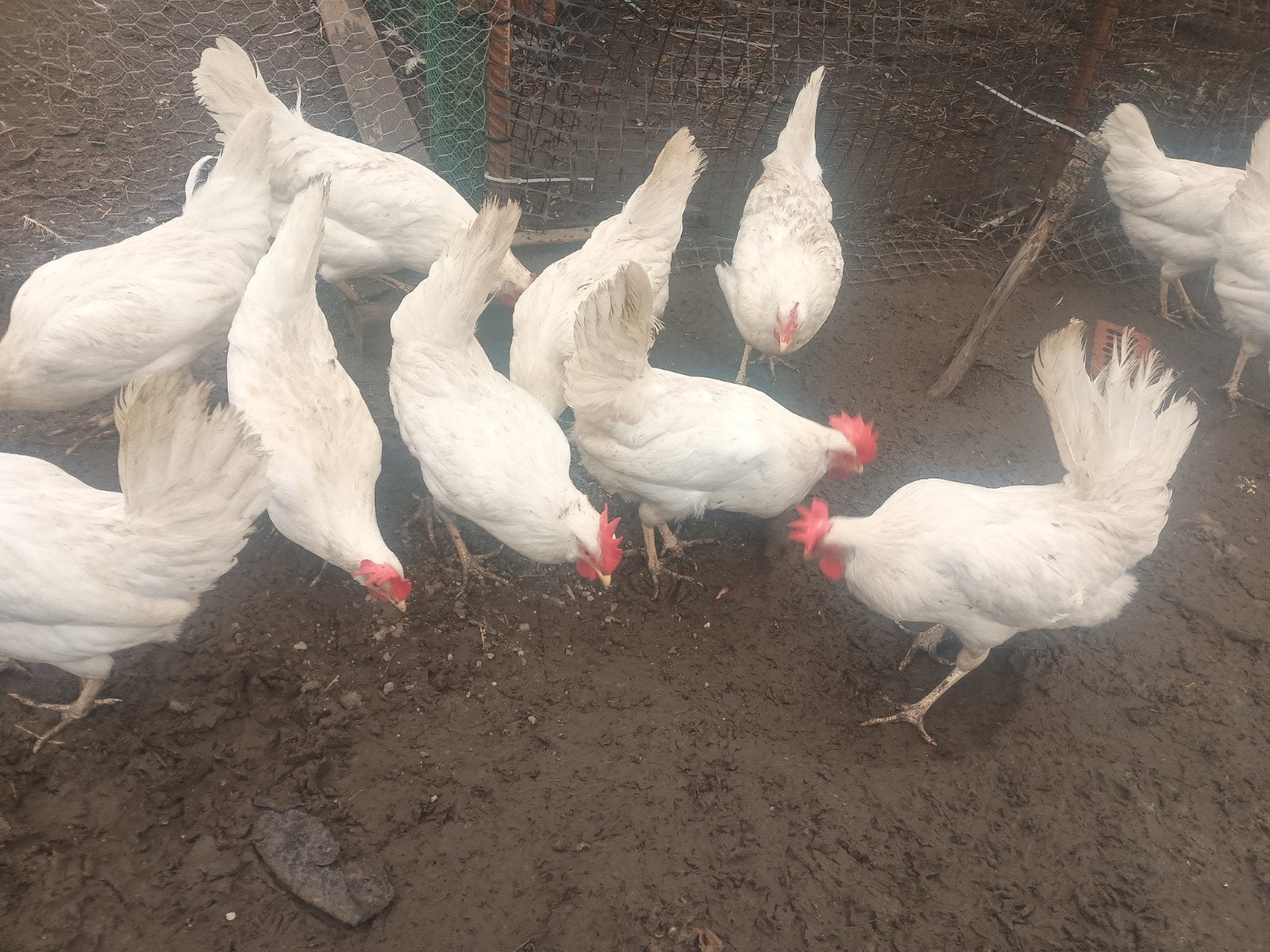 witte leghorn, Dieren en Toebehoren