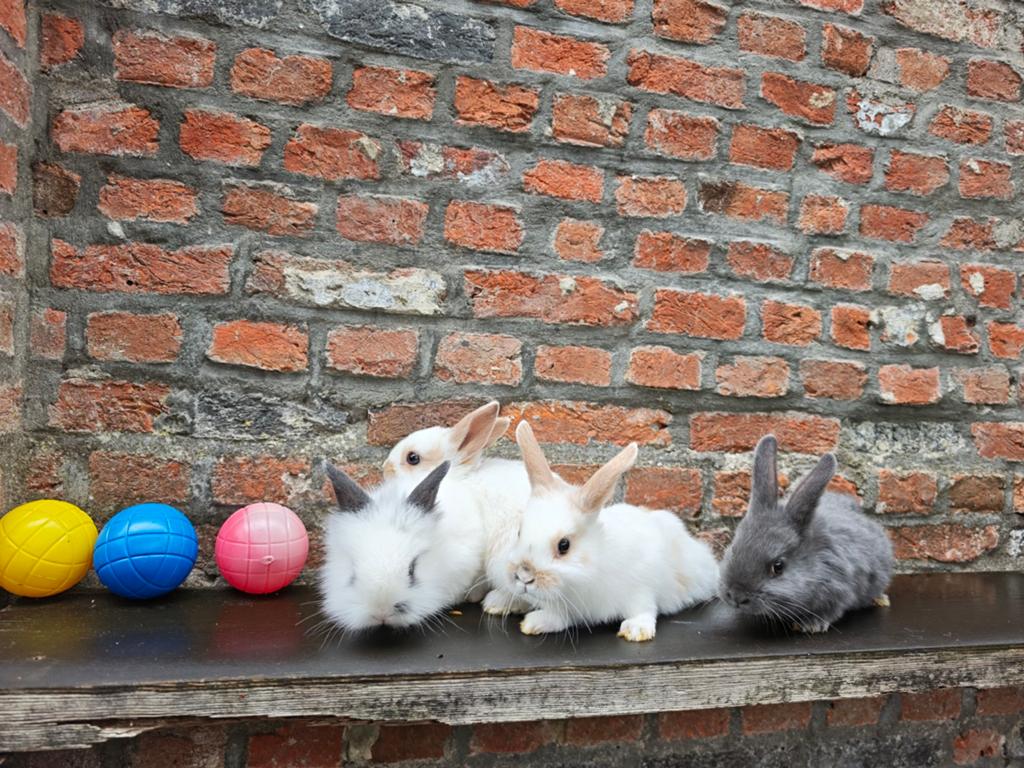 Te koop: lieve konijntjes
€10, Dieren en Toebehoren, April, Meerdere dieren