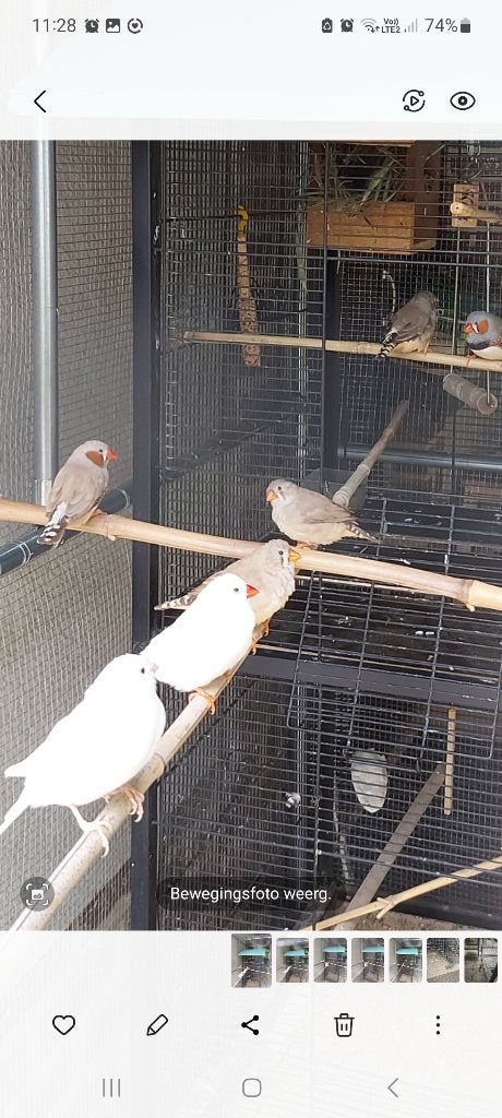 Zeebravinken, Dieren en Toebehoren, Vogels | Overige Vogels