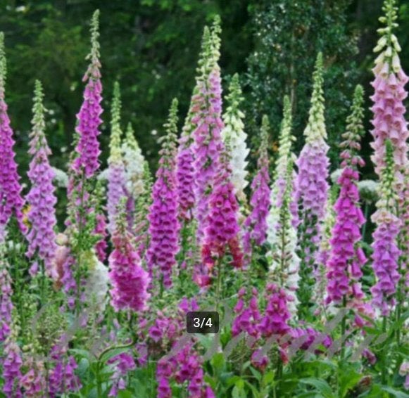 Digitalis purpurea of Vingerhoedskruid, Tuin en Terras, Ophalen, Vaste plant, Halfschaduw