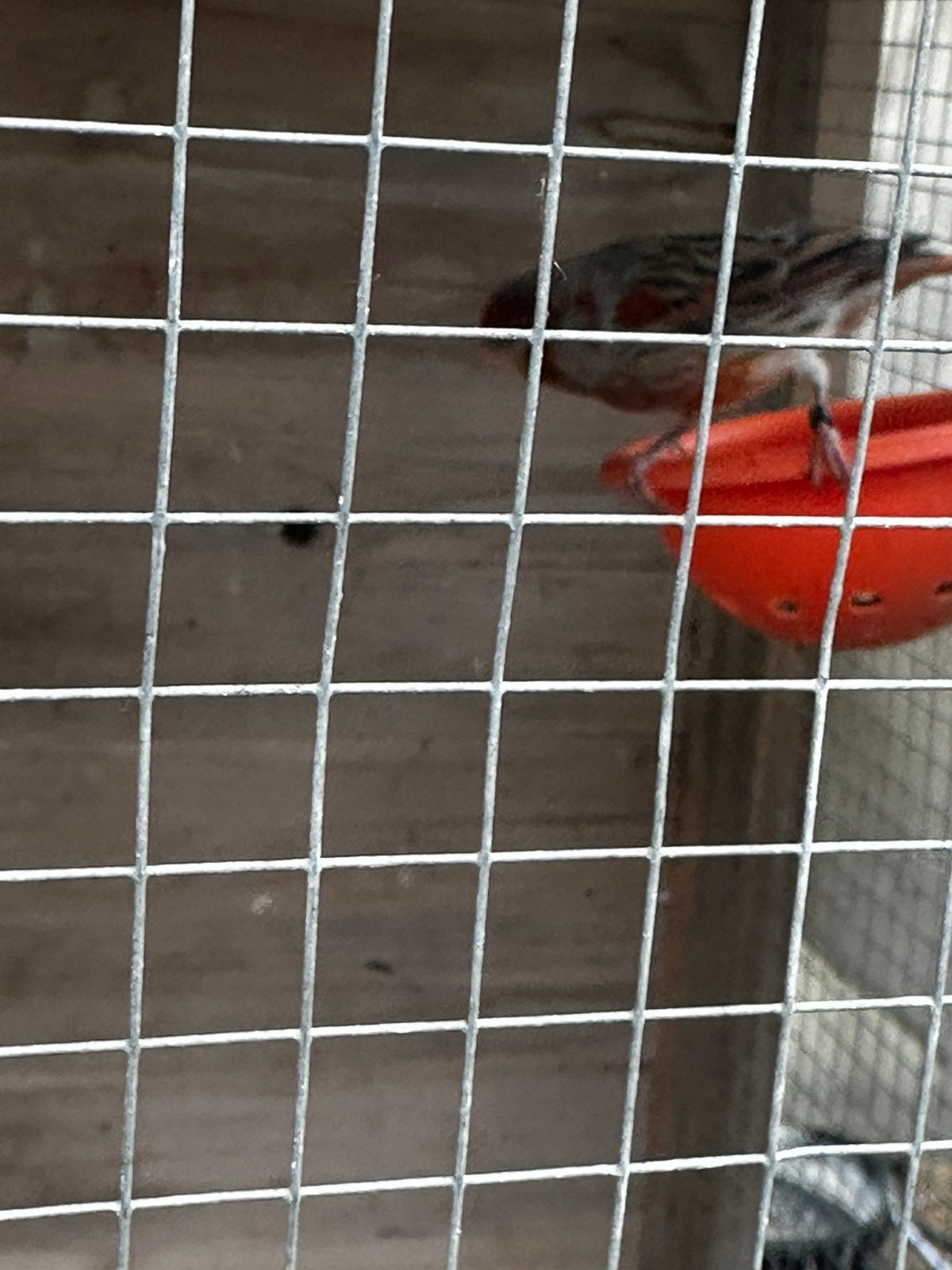 Kanaries te koop per koppel 70, Dieren en Toebehoren
