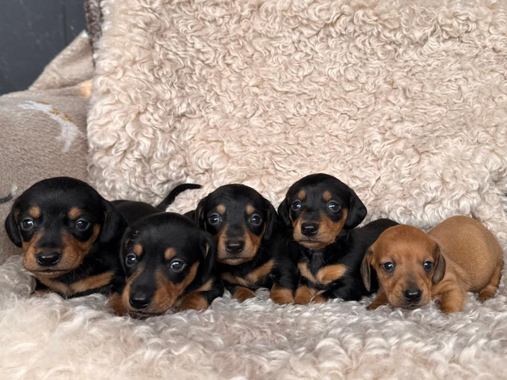 Teckel pups, Dieren en Toebehoren, Honden | Teckels en Dashonden, Meerdere dieren, Korthaar, Dwerg, Fokker | Professioneel, Meerdere